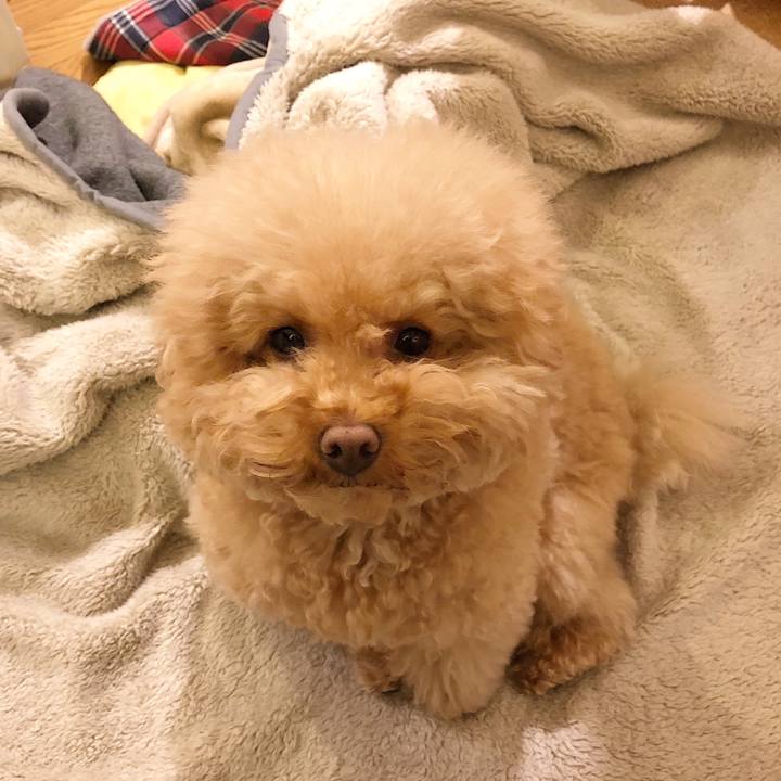 Ca55dea1 ea6b 4898 abef 4cfe5a4709c0 1512636867642