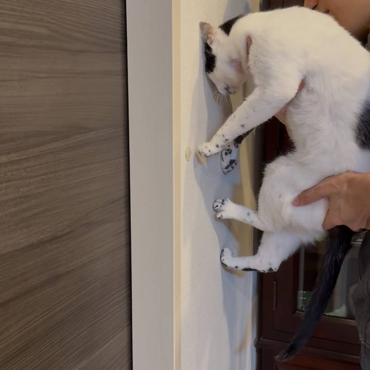 Ca572b62 357c 40cd a652 bbade342b19d 1761965764290