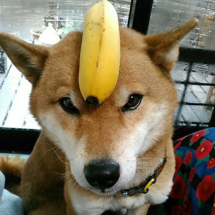 Ca5a2465 73c5 42d3 b4a7 b920cd8b1f68 1550191806243