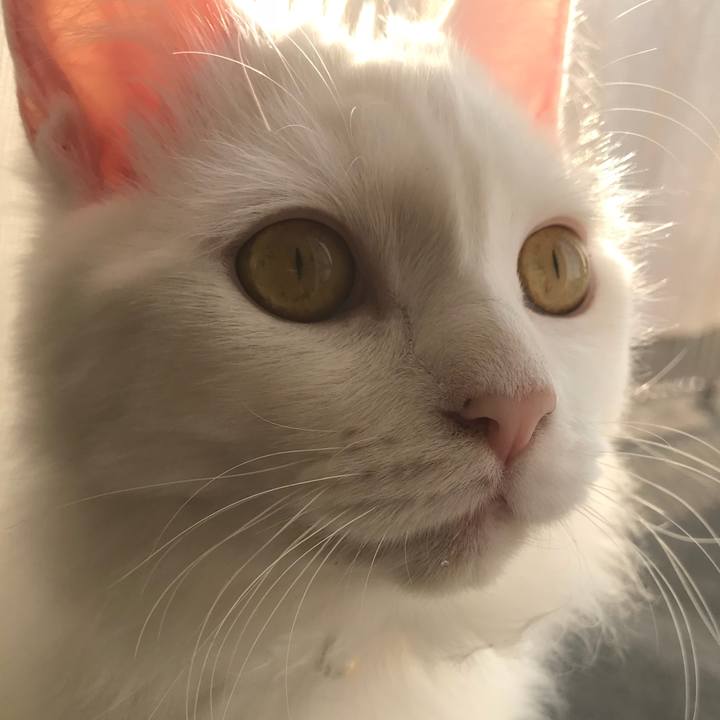 Ca5d357b aba9 41a6 8c36 87850036ea60 1525234249269