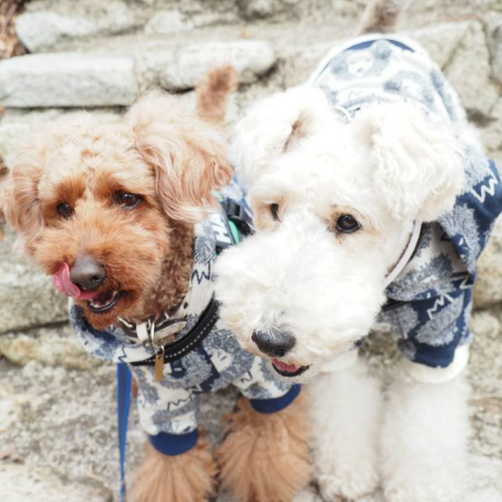 Ca64bec8 25bb 40e5 a7ce a55e3e5e8281 1520137373785