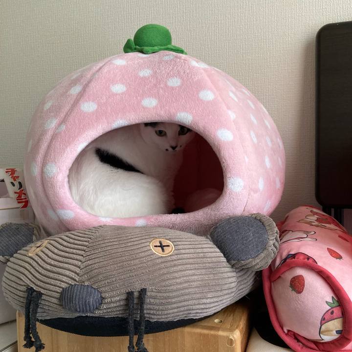 Ca651256 2795 41f8 a982 d2c0c9f4903d 1759619376264