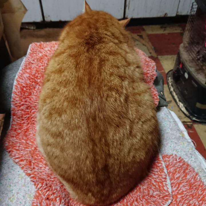 Ca68c9a1 112a 4932 9265 075ec1539764 1582021664136