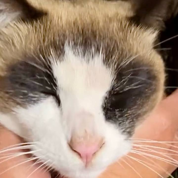 Ca69811a d539 4255 9819 1d3dd6ca0529 1741831051913