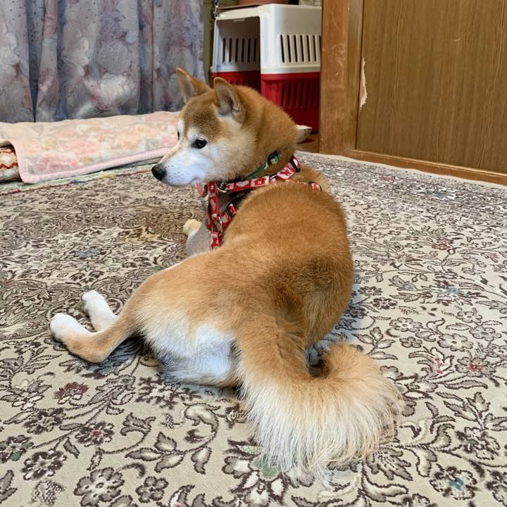 Ca69c0c1 aeaa 405e a3ae a243b1f1fa46 1635503244372