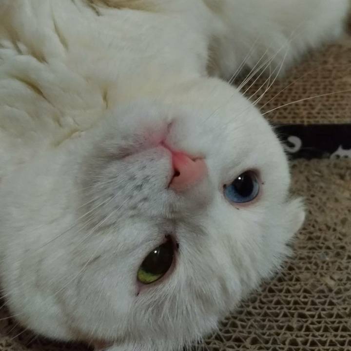 Ca6cc29c 4302 4928 8bd9 f3cd25d52e99 1552118098497