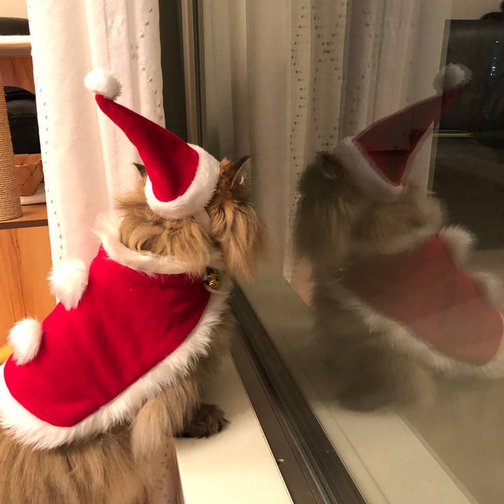 Ca6e1cfe e1fa 422d 9769 925da6b476a9 1544952891798