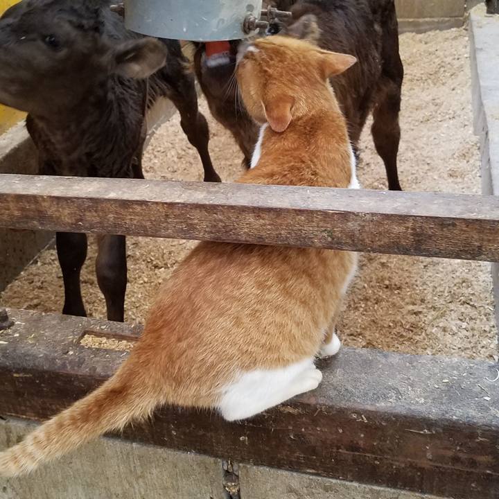 Ca6e9d64 9b75 4893 86ef 8d52dabca051 1542868353771