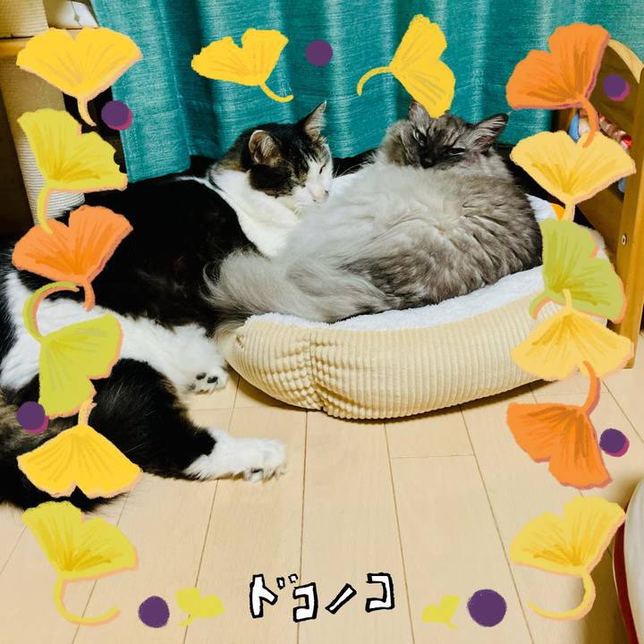 Ca6fb798 f486 449c b0d0 8b27f58ccf7b 1730018159196