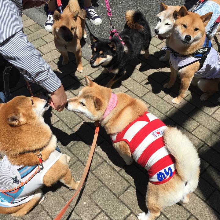 Ca711cd8 5278 403d 8290 a69da497dc93 1560674839220