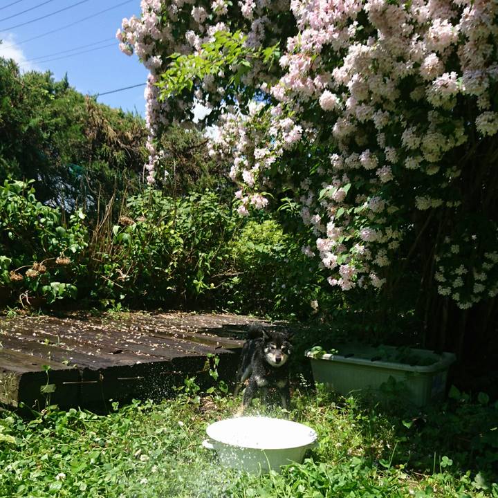 Ca71cbd2 f437 466f 9c74 41a8ada16bc0 1527990629523