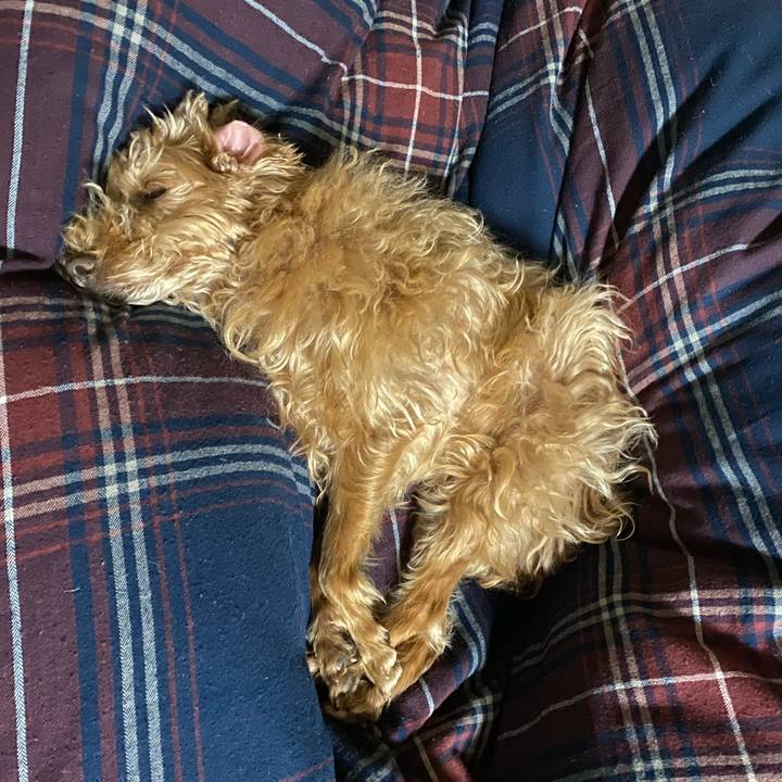 Ca729974 8717 4bbf a47a dda3b57372c8 1639829862727