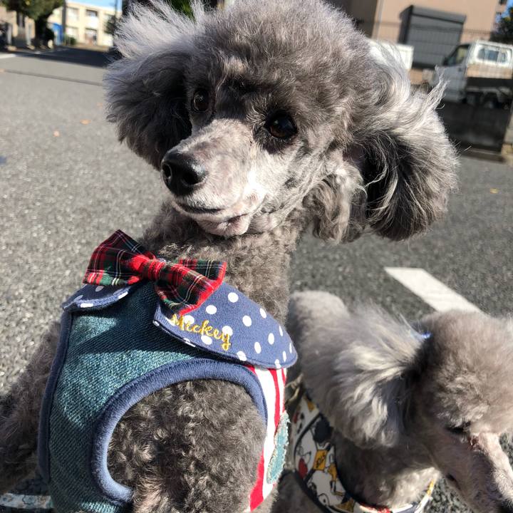 Ca734d61 d66b 42ec 96e8 c7ce87ffd93b 1511263219406