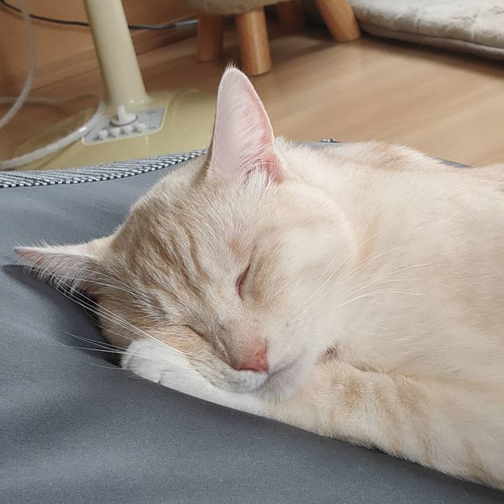 Ca73d94f c5d0 4895 9e38 374337c2af3d 1661348176596