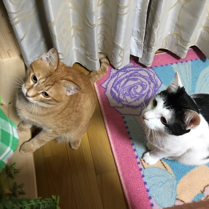 Ca751327 5068 4b2f bd26 9282ac5f32bb 1508847450021