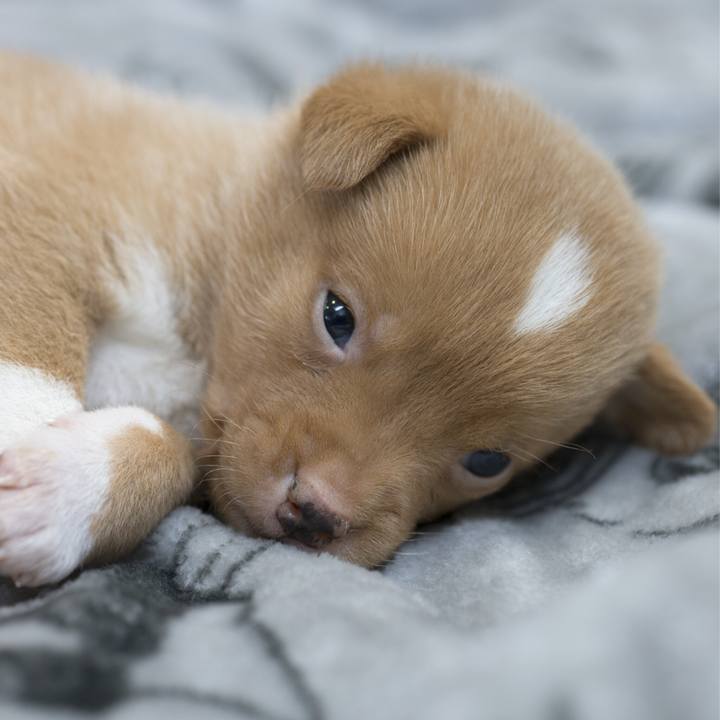 Ca779ae5 92cc 41cd 8e43 b29e8fd0ca44 1543746933209