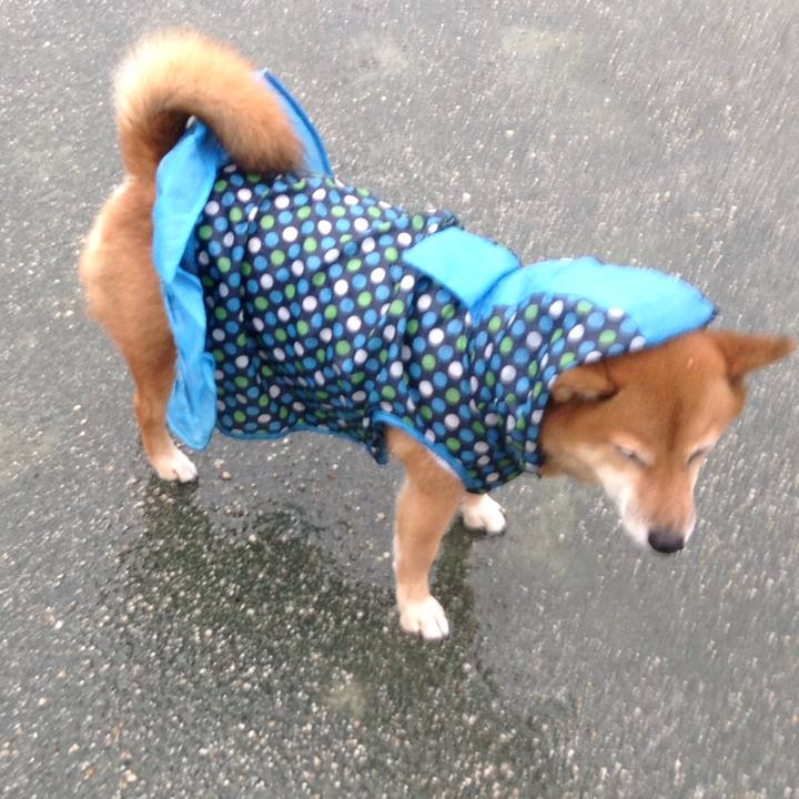 Ca77ba60 3b55 461f 8f0f bf07257034e3 1508658082923