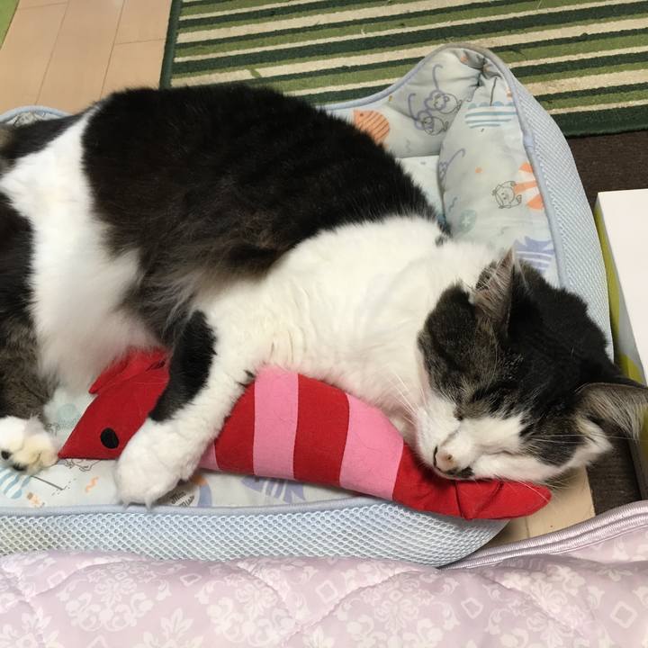 Ca7d84a5 c6fa 4b15 ab35 ca453d43344a 1562462129763