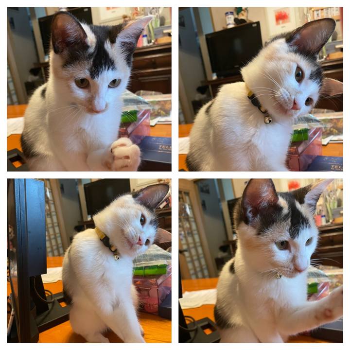 Ca7e8553 910b 4096 9e61 cbdfe3780aba 1663985430016