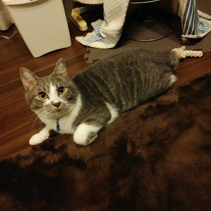 Ca8268a4 308a 46e4 86ea def13fb86811 1576936716497