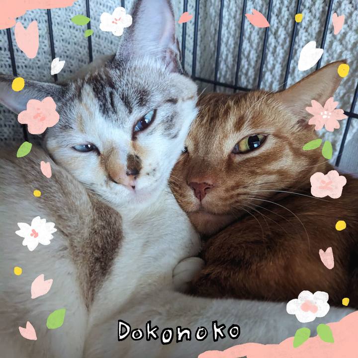 Ca83062c 4e05 41c0 ba13 1a0b1d8757ac 1711097525506