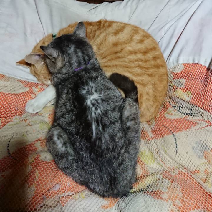 Ca845ce7 d10e 494e b8bd b3d3e5841914 1585052415361