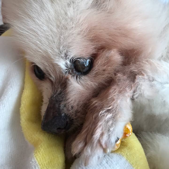 Ca84e47a 2ac7 448d a147 eda3eaa38cd9 1528988895852