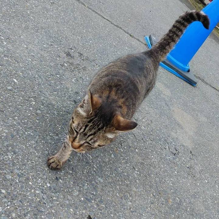 Ca86c7b3 01cb 41bb 8da8 4433ea944bc8 1590104586626