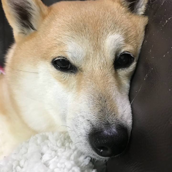 Ca88530d 78d8 4d46 b36f 8b219148dfa5 1521424623260