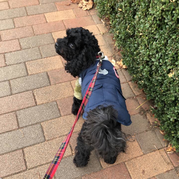 Ca8a7ed4 79d3 41e1 8bf5 80896dd07496 1544532568222