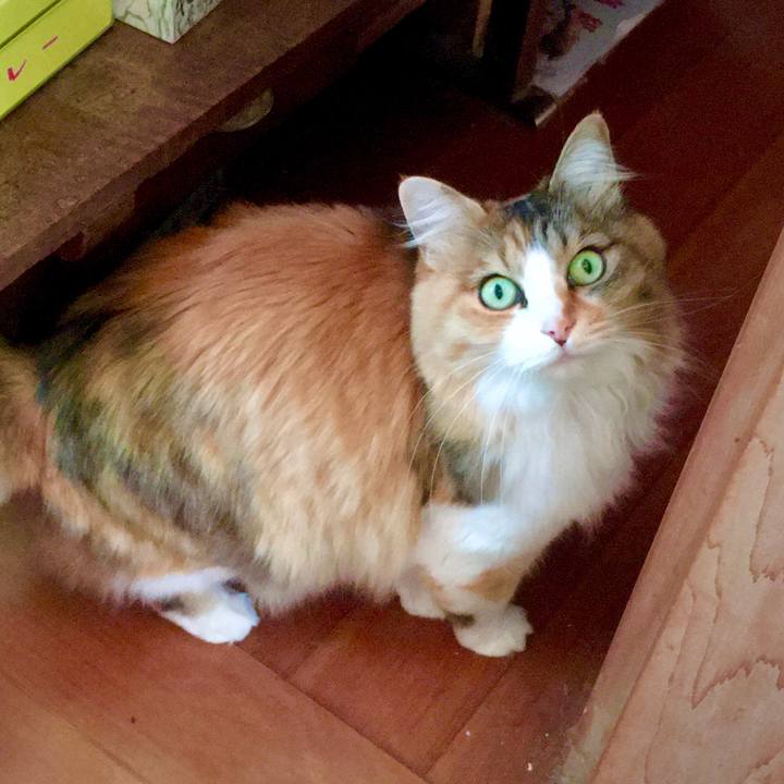 Ca8b10e8 2a44 48b0 a530 4e5e3e49ffca 1586848741250