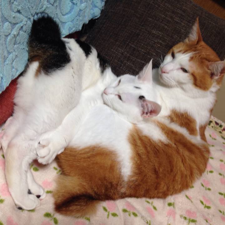 Ca8b2933 5164 4066 8fe3 f4d03ad05558 1509264837669