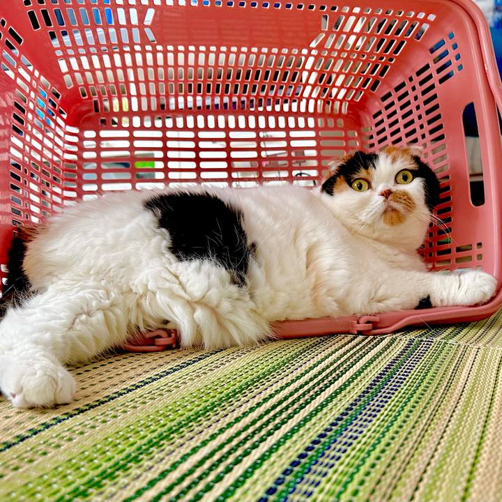 Ca8d03c2 ca52 4f27 8856 cc1fa7221484 1691208354117