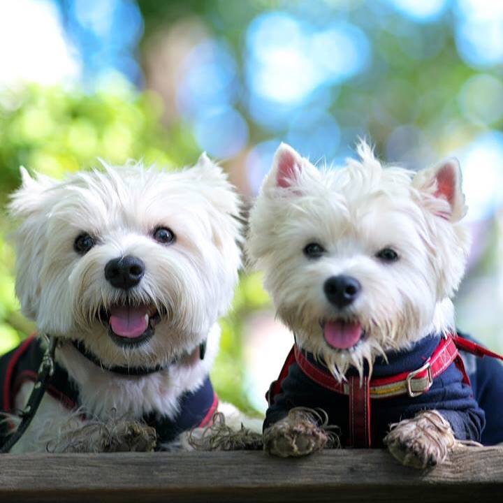 Ca8da6f5 1f26 44ac b241 a0a9644f2546 1534940355097