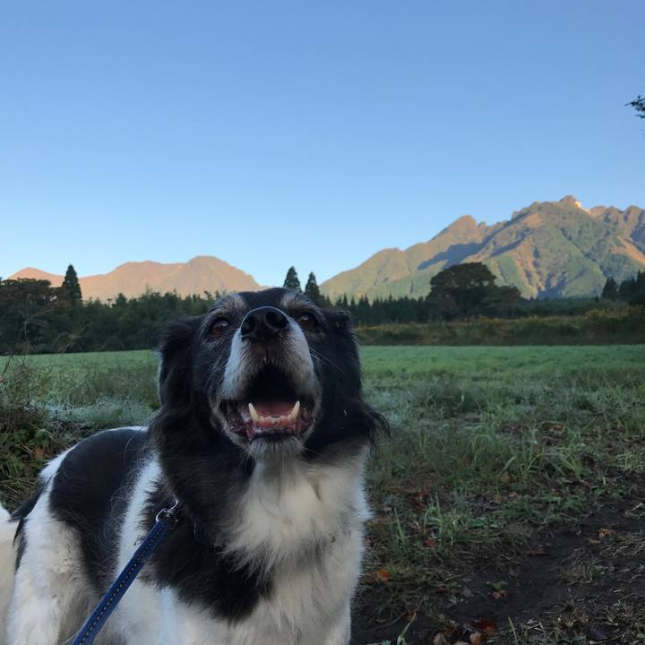 Ca8e6c35 5414 4149 b614 a3b5f953c69f 1508976917327