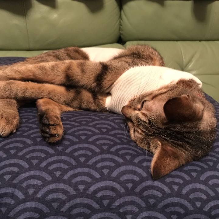 Ca8fdead fd1a 4dac 8df3 bad2d5a8f3e6 1581072853287