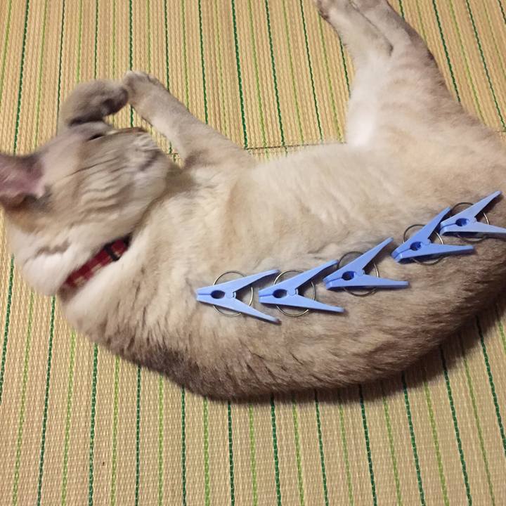 Ca90a8b9 8088 4a2d 8565 efd6885436d0 1532347388462