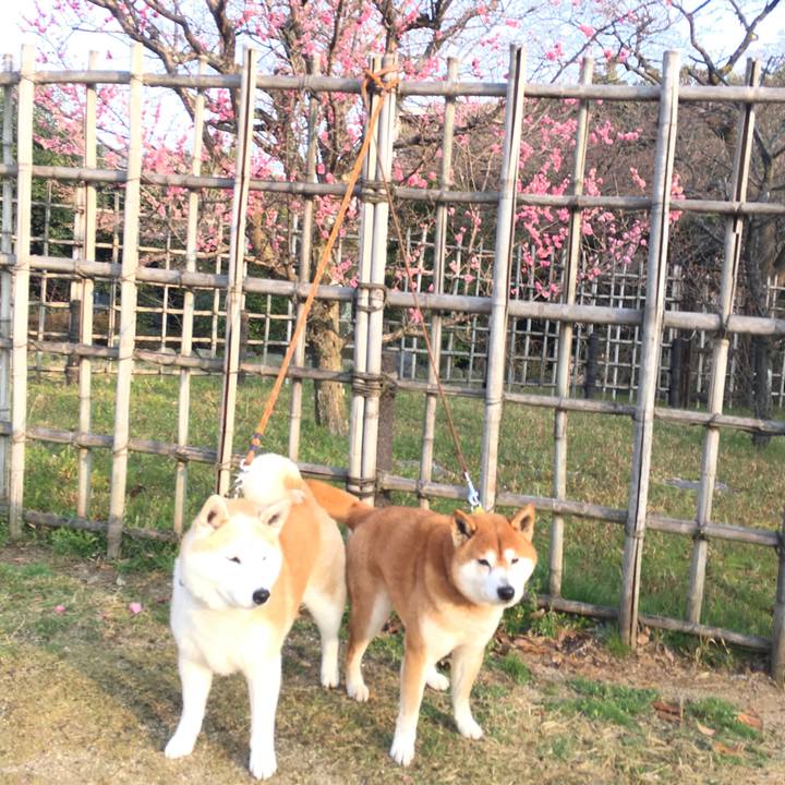 Ca91d62c d2da 4ce4 83f1 cdff33418e56 1521937735518