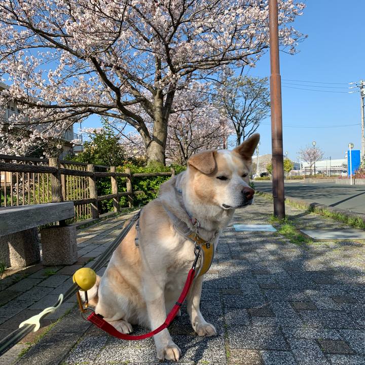 Ca92029d 3f8c 44c8 b087 90f584e2d958 1586403198232