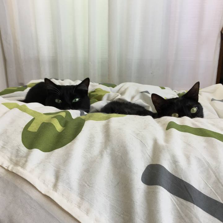 Ca95977c 8f40 4a87 9e99 0d407cce0adc 1526791468283