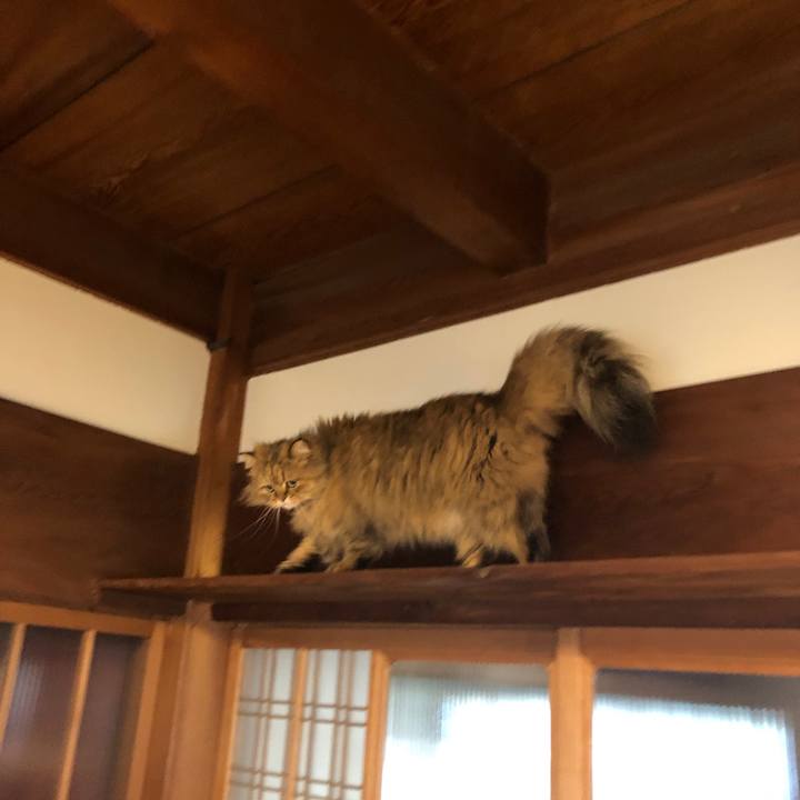 Ca96d0a2 9bac 4f8f 83c7 d60621500039 1554245149169