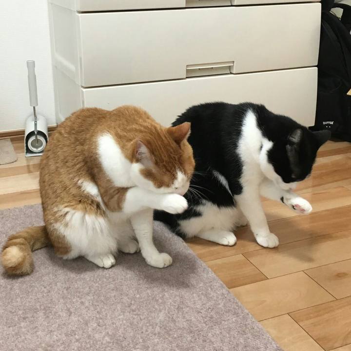 Ca9cb9f5 3268 474d 95f1 1048082d6a88 1508023283332