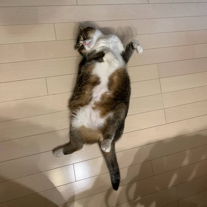 Ca9cc90f 4619 458a b271 39ed2efacdeb 1589728513730