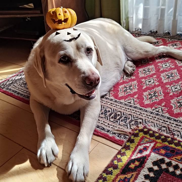 Ca9fc938 ddf1 4942 a4a1 a636da73a4a7 1761807205817