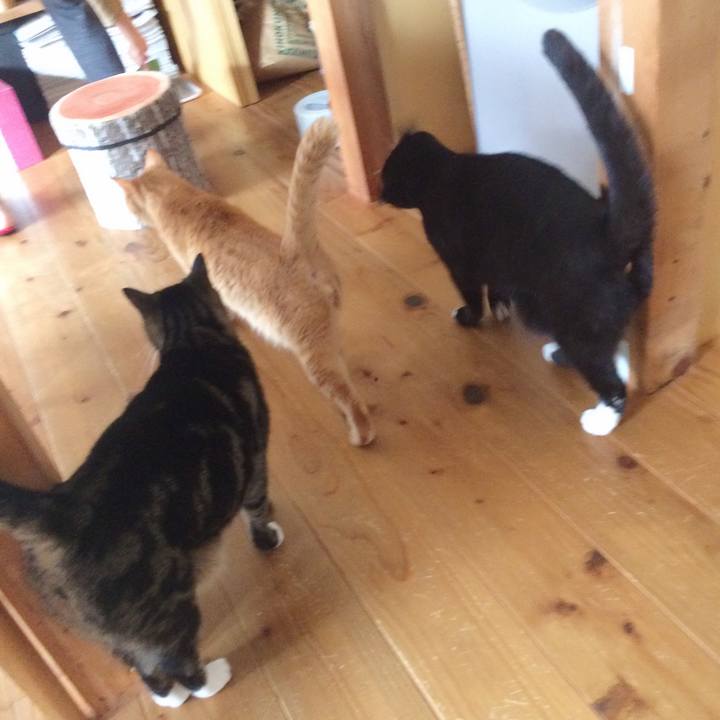 Caa06314 4aab 407c 80e8 4c4cb613b4c4 1543019690595