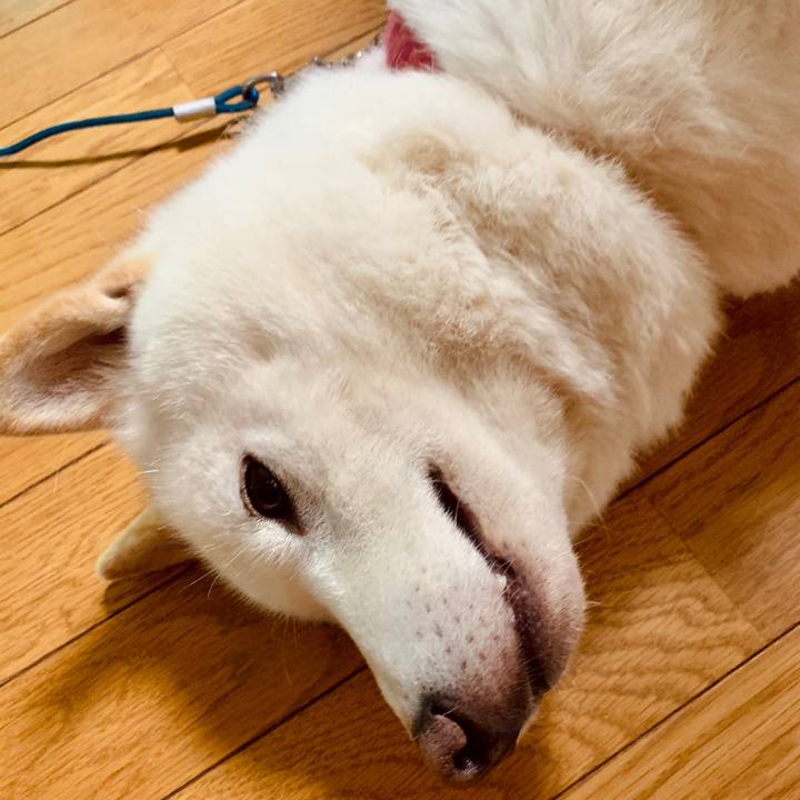 Caa1902a 1d10 4b13 97af af17b7253ab4 1593638047852