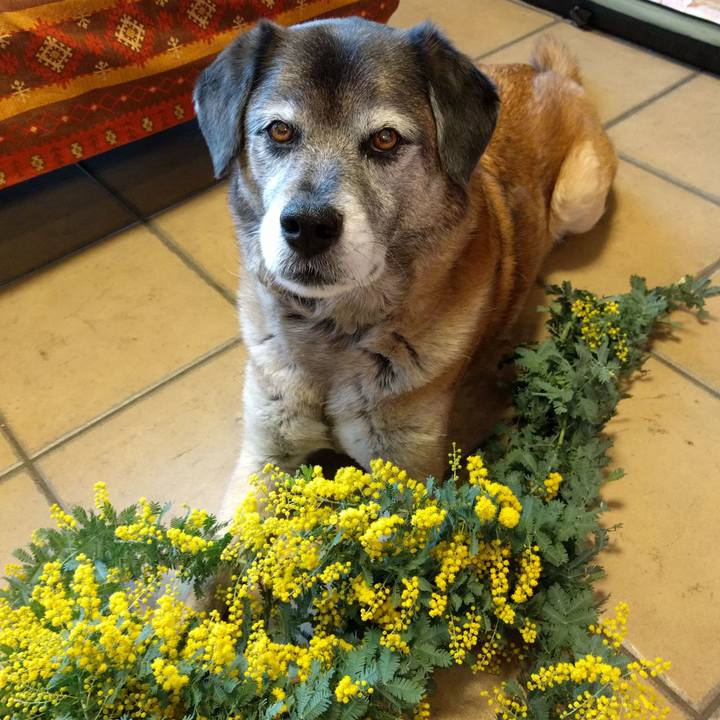 Caa36027 ae3e 4a50 85b0 001189bc29db 1520383044857