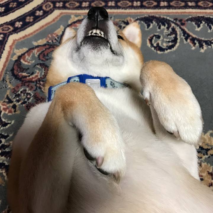 Caa765c0 83a5 4a2d 9d5c f7f1ac0e5470 1603451504386