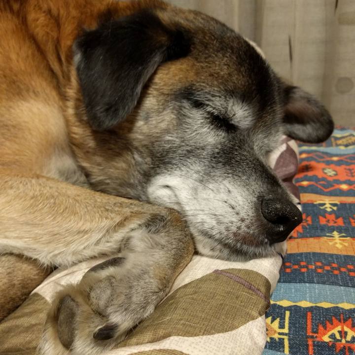 Caa95c15 ed73 4bdd 92c8 a3bcfffabd70 1546093214832