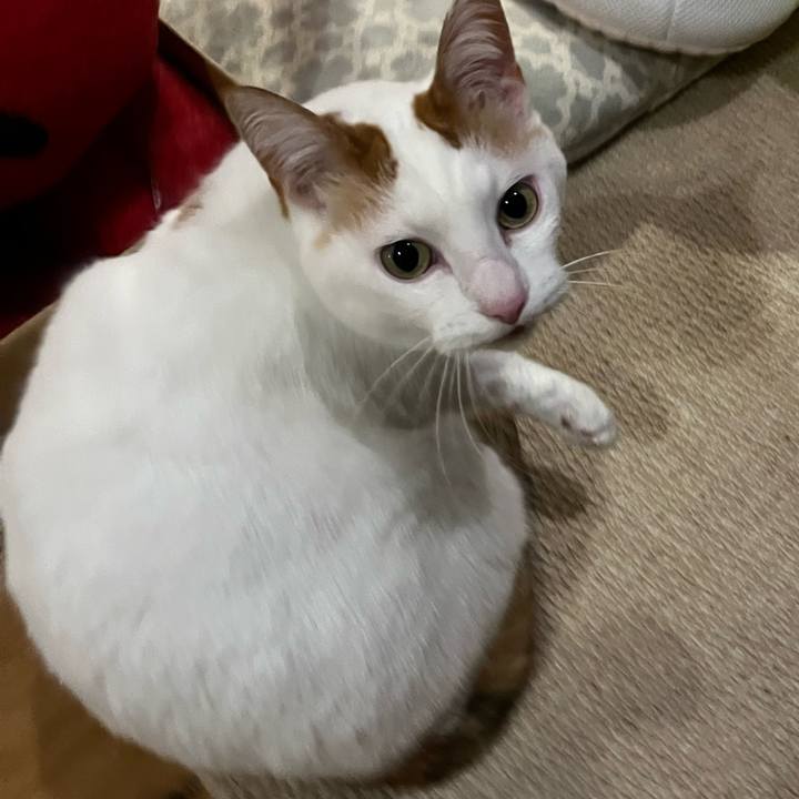 Caa9a9ca 238d 4c48 a1f9 3b9d79f58a8d 1773755650695